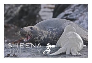 Grey Seals  mother  cow  mammal  animal  protective instinct  pup  rocky shore   sea  Inishark  Island  Galway Ireland  photograph Fight for Survival.jpg Fight for Survival.jpg Fight for Survival.jpg Fight for Survival.jpg